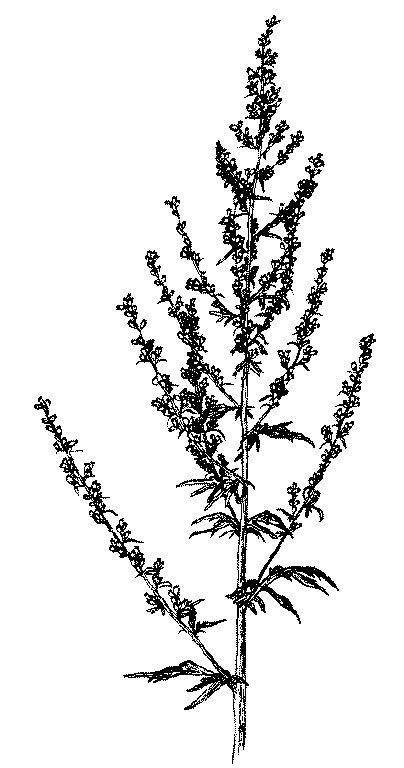 [Drawing of Artemisia vulgaris]